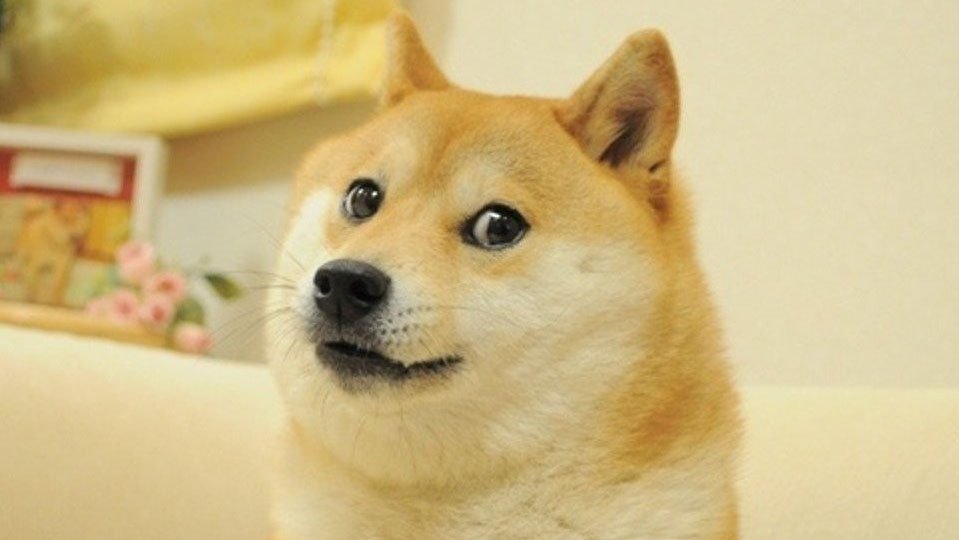 doge.jpg.374dcd04b1cfafddaa0851c773c262d1.jpg