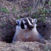 StealthBadger