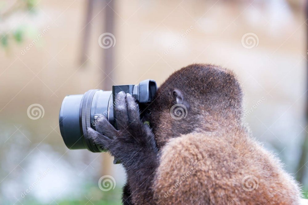 monkey-taking-picture-woolly-using-camera-amazon-near-iquitos-peru-60358327.jpg