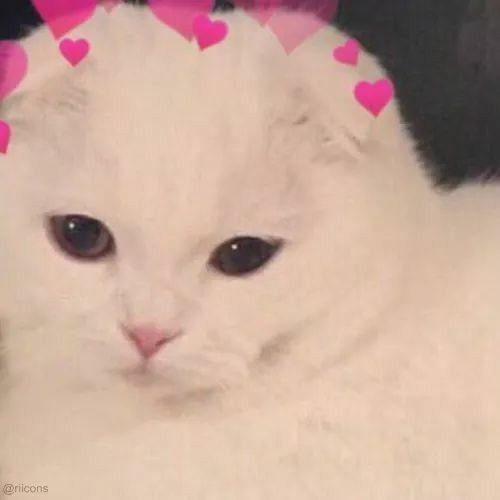 cat1.jpg.29e89a73b2d65d001c9b1af568b10b76.jpg