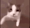 Cya
