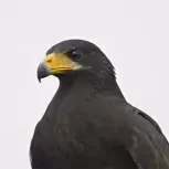 IblackhawkI